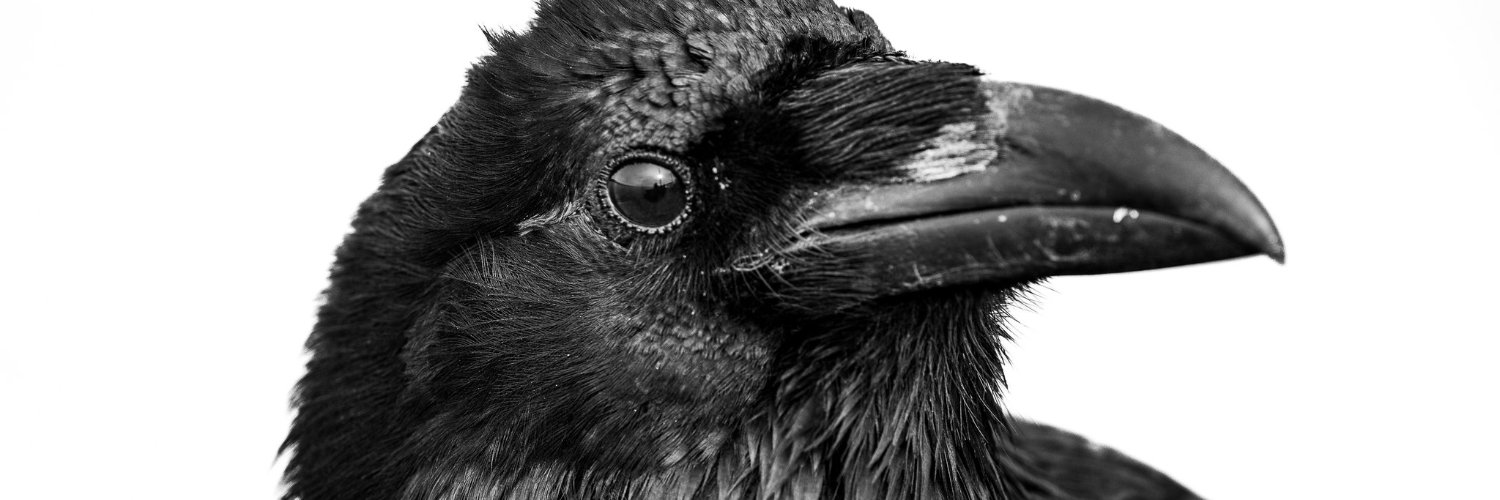 A jet black raven on a white field.
